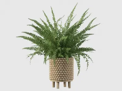 Fern indoor plant 3D model