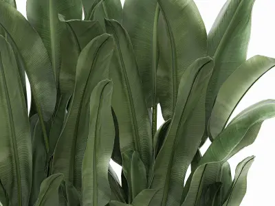 Decorative banana in a white flowerpot 539 3D model