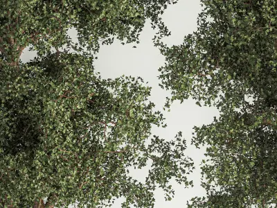 Trees for landscape design with a bench and bushes 1129 3D model