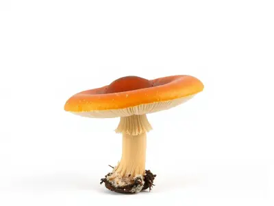 Summer Honey Fungus Mushroom model pack Low-poly 3D model