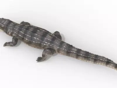 Animated Crocodile Low-poly 3D model