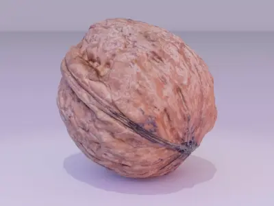 Walnut fruit 05 high-poly 3D model
