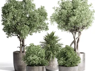 outdoor plant 170 pot old olive tree palm concrete old vase  Low-poly 3D model