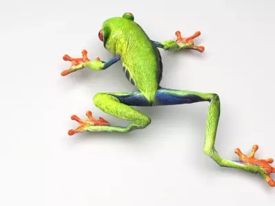 Green Tree Red Eyed Frog 3D model