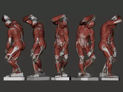 Ecorche Bearded Slave from Michelangelo 3D print model