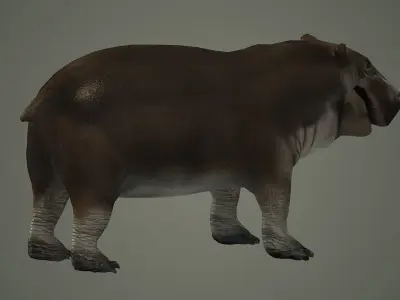 animal hippo baby cute small  wildlife hippopotamus africa  3D model