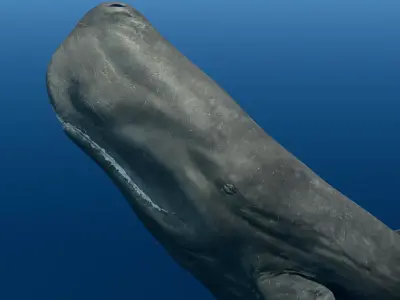 Sperm Whale Animated Low-poly 3D model