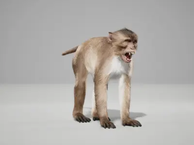 Rhesus Monkey Rig UNREAL project   Maya base rig 3D model