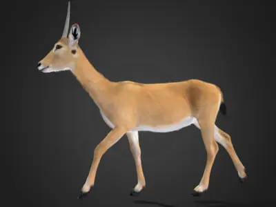 Oribi Antelope Realistic  3D model