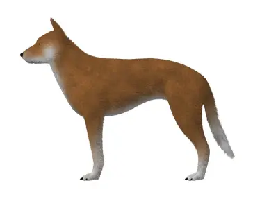 3D Dog Dingo Australian Animal 3D model