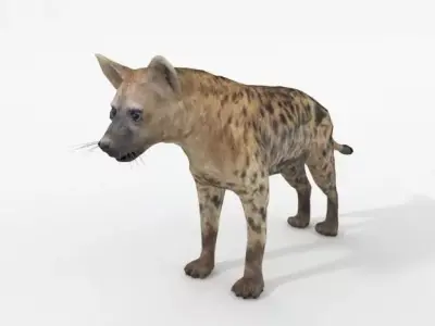 Hyena lion Low-poly 3D model