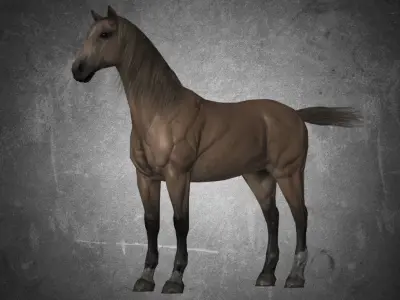 Horse - D9-D10 3D model