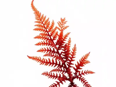 Red Fern model pack Low-poly 3D model