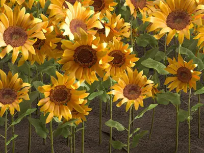 Sunflower field 3D model