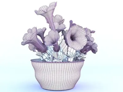 Petunia-summer flower 3D model