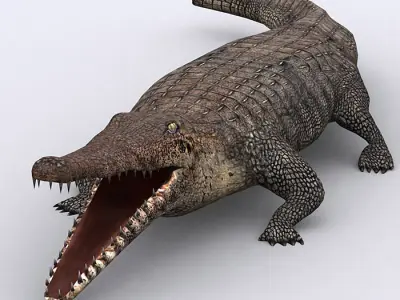 3DRT - Crocodile Low-poly 3D model