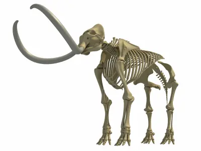 Mammoth and Elephant Skeletons 3D model