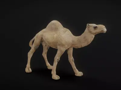 camel 3D model purchase