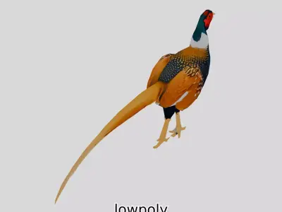 Realistic Pheasant Bird Model 3D with High-Quality Texture Low-poly 3D model