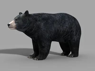 Black Bear 3D model