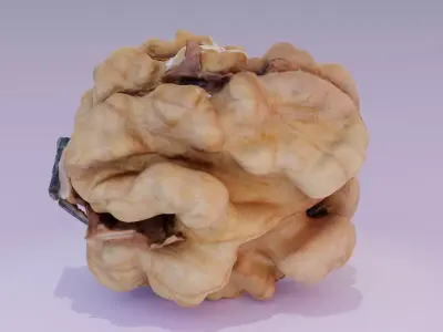 Walnut kernel 01 high-poly 3D model