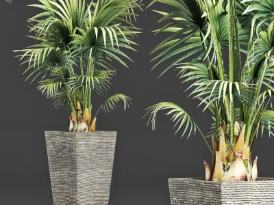 Plants Collection 190 Sabal Minor 3D model
