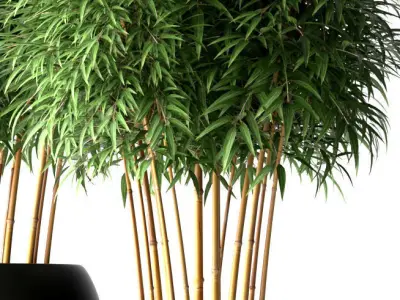 Bamboo plant 3D model