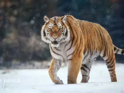 Siberian Tiger Animated  VFX Grace 3D model