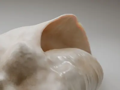 Conch Shell Low-poly 3D model
