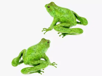 Frog Green 3D model