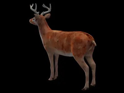 INDIAN DEER Low-poly 3D model