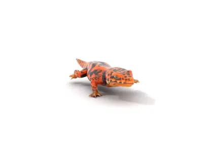 Vibrant Salamander model pack Low-poly 3D model