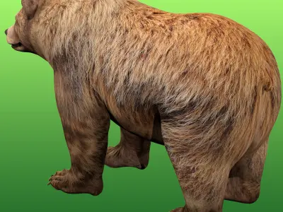 Grizzly Bear Rig 3D model