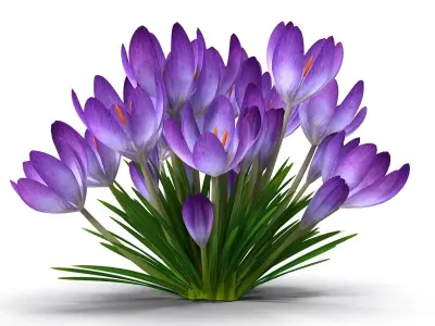 Crocus magenta 3D model