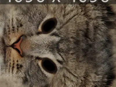 Rigged Domestic Cat 3D model