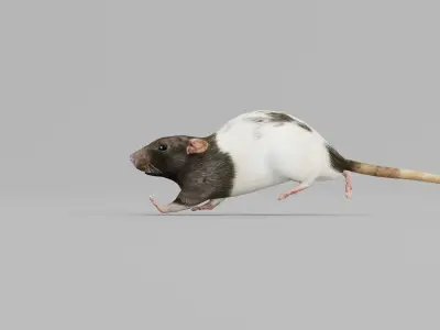 Common Rat Low-poly 3D model