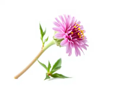 Dwarf Cornflower Realistic Texture Model Pack Low-poly 3D model