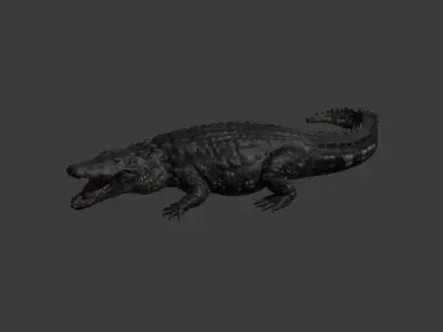 Realistic Crocodile - Alligator 3D model