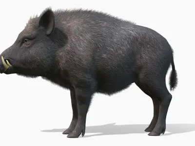 Wild Boar - Male Low-poly 3D model