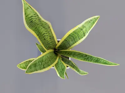 Snake Plant - Dracaena trifasciata 3D model