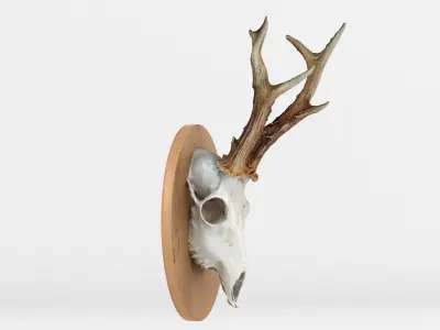 Deer Skull Wall Trophy 3D model