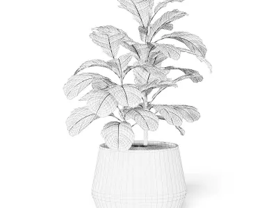 Fig Plant 3D Model in Wicker Basket 3D model