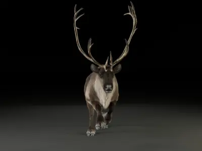 ReinDeer Male Animated 3D model