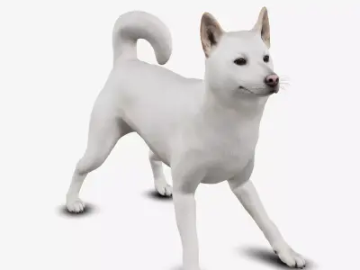dog jindo Low-poly 3D model