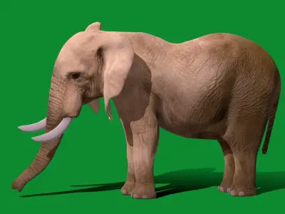 African Elephant Low-poly 3D model