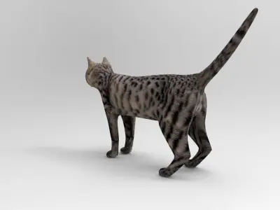 3D Pet Cat Model  Low-poly 3D model