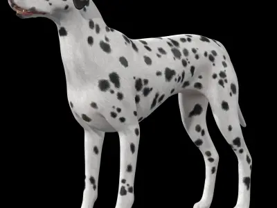 Dalmatian Dog  Low-poly 3D model