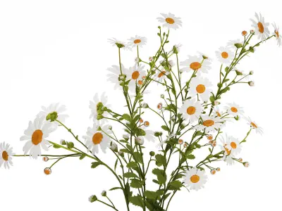 White Flower Bouquet Branch Of Chamomile 525 3D model
