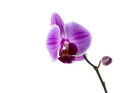 Vibrant Orchid model pack Low-poly 3D model