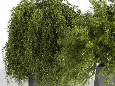 Indoor Plant set 08 3D model